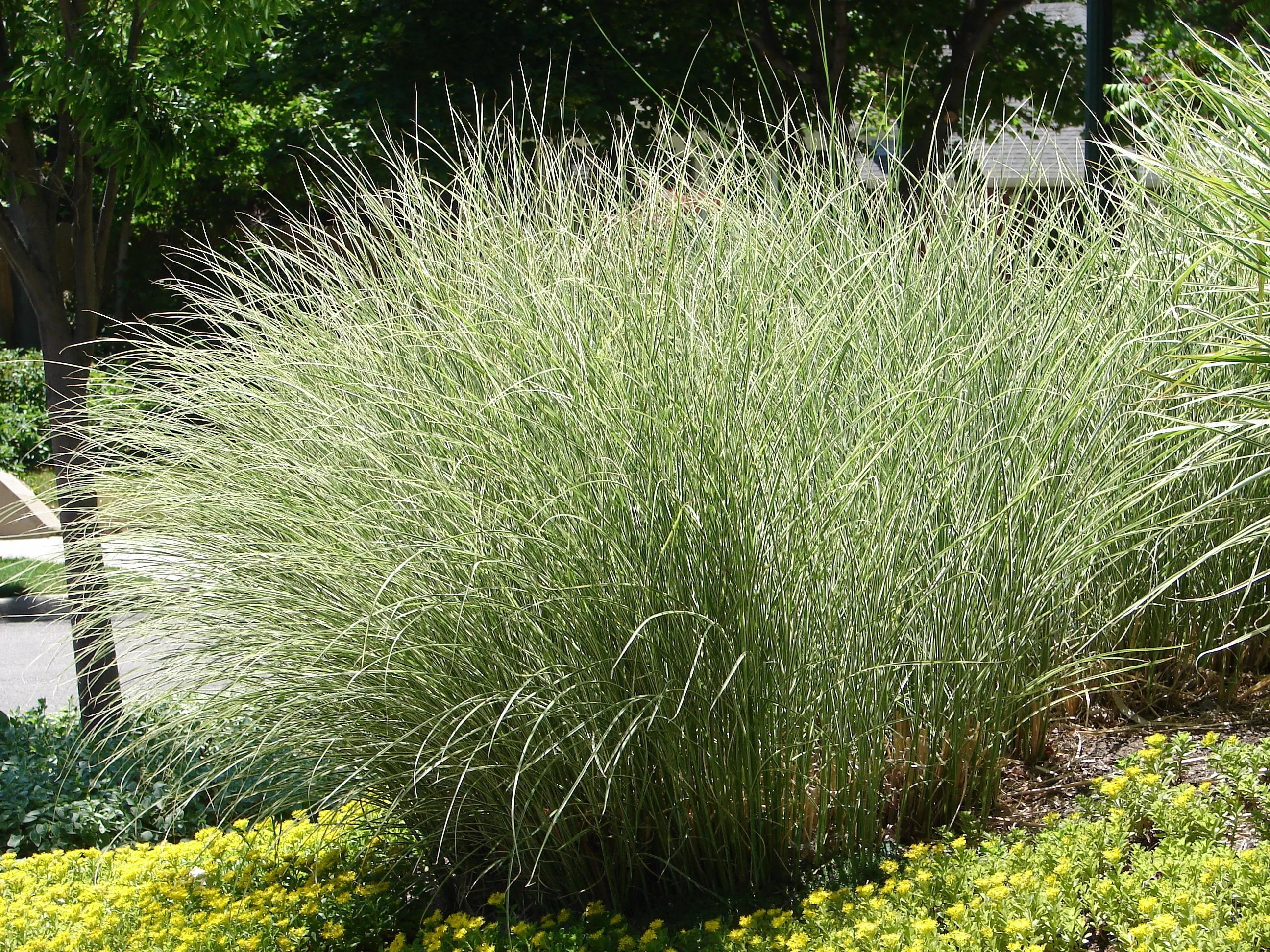 Miscanthus sinensis 'Morning Light'